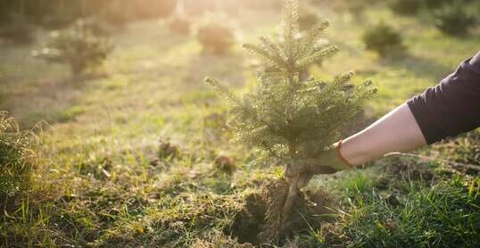 Worker plant a young tree in the garden. Small plantation for a christmas tree. Picea pungens and Abies nordmanniana. Spruce and fir.